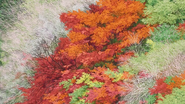 「七彩の季」20号 「七彩の季」20号